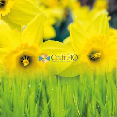 Daffodils Fragrance Oil